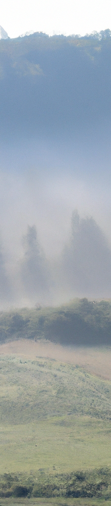 Sonnendurchfluteter Wald mit großen Bäumen und sanften Hügeln im Hintergrund.