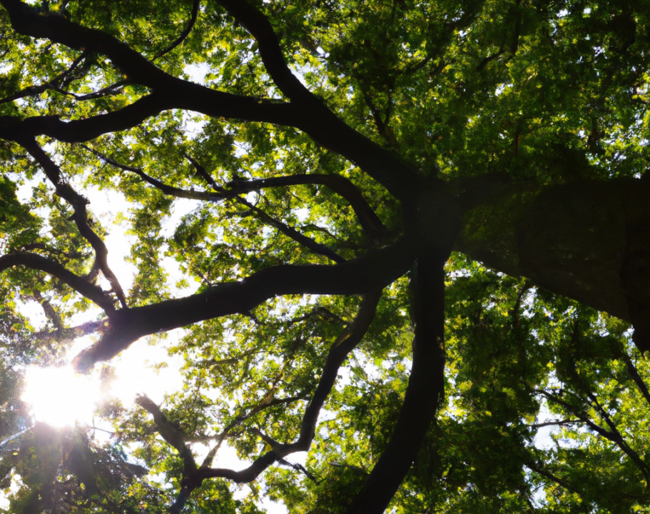 Großer Baum mit üppigem, grünem Laub vor einem hellen Himmel.